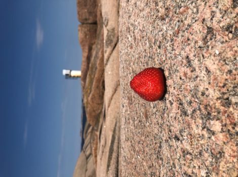 This is a photo of a strawberry on a cliff just outside Lysekil in Sweden.